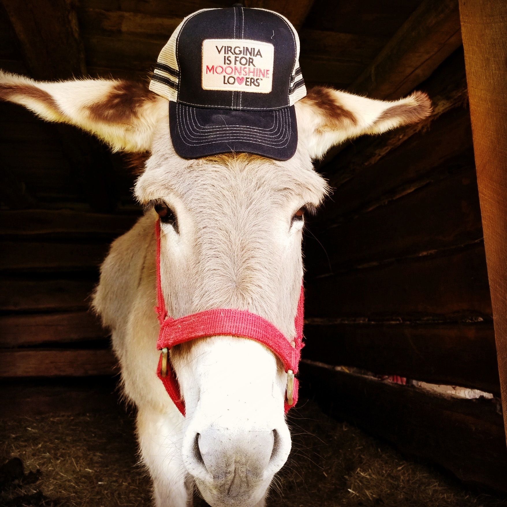 A mule wearing a baseball cap that says "Virginia is for Moonshine Lovers"