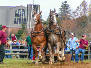 Two horses attached to a sled for pulling weights in a contest.