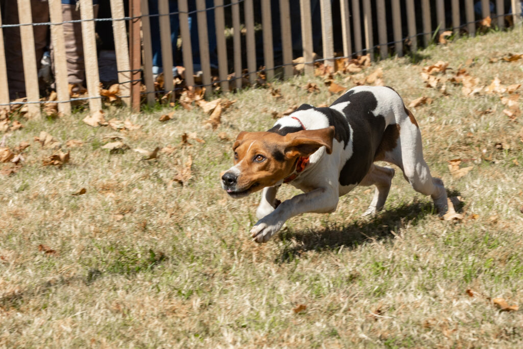 A dog running fast.